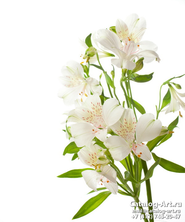 White lilies 19